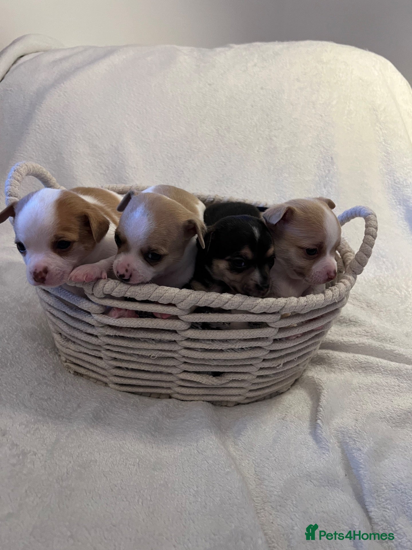 Chihuahua dogs for sale: Chihuahua puppies for sale - Advert 4