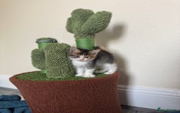 Domestic Shorthair cats for sale: Beautiful tabby female and accessories  - Image 1