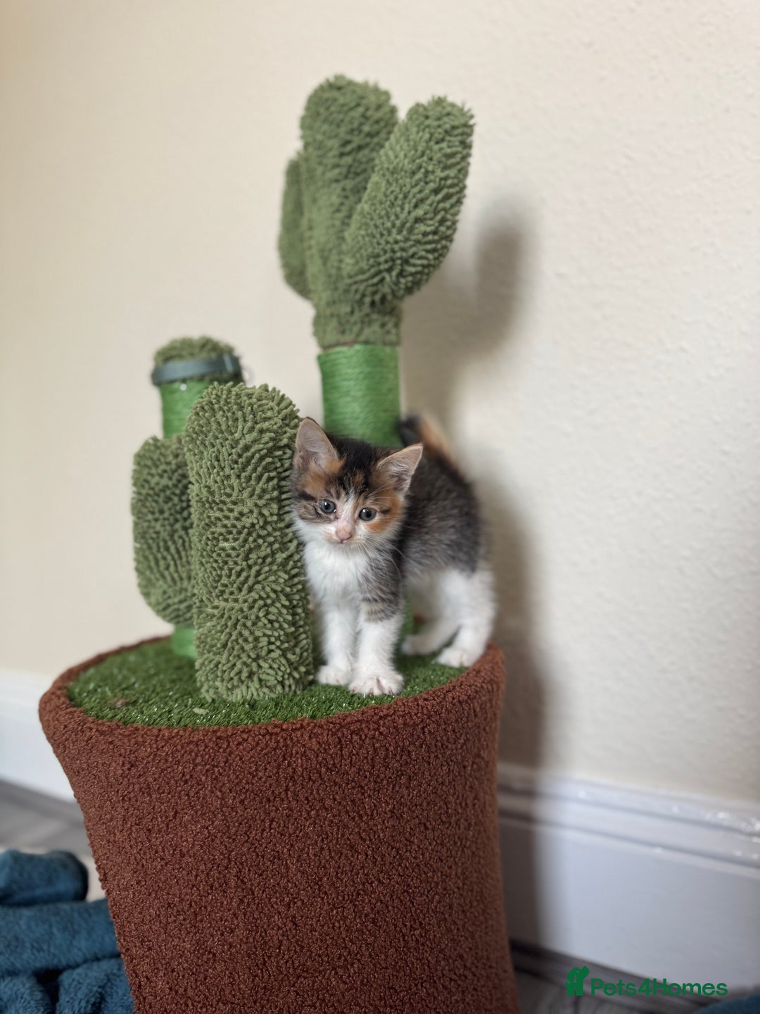 Domestic Shorthair cats for sale: Beautiful tabby female and accessories  - Image 1