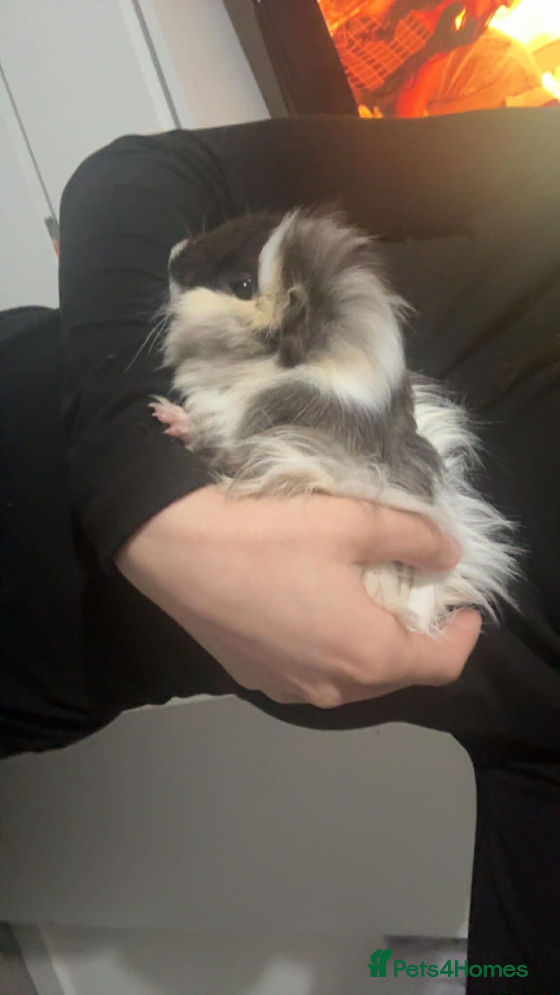 Guinea Pig rodents Guniea pig  - Advert 8