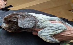 Cocker Spaniel dogs for sale: Show type cocker spaniel  - Image 5