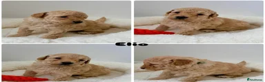 Cockapoo 3