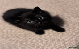 Domestic Shorthair cats for sale: Kittens for sale  - Image 1