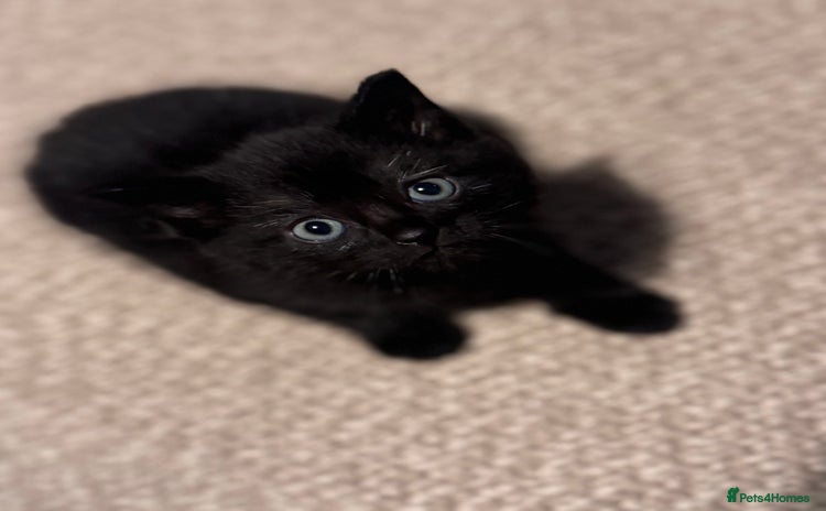 Domestic Shorthair cats - Advert 4