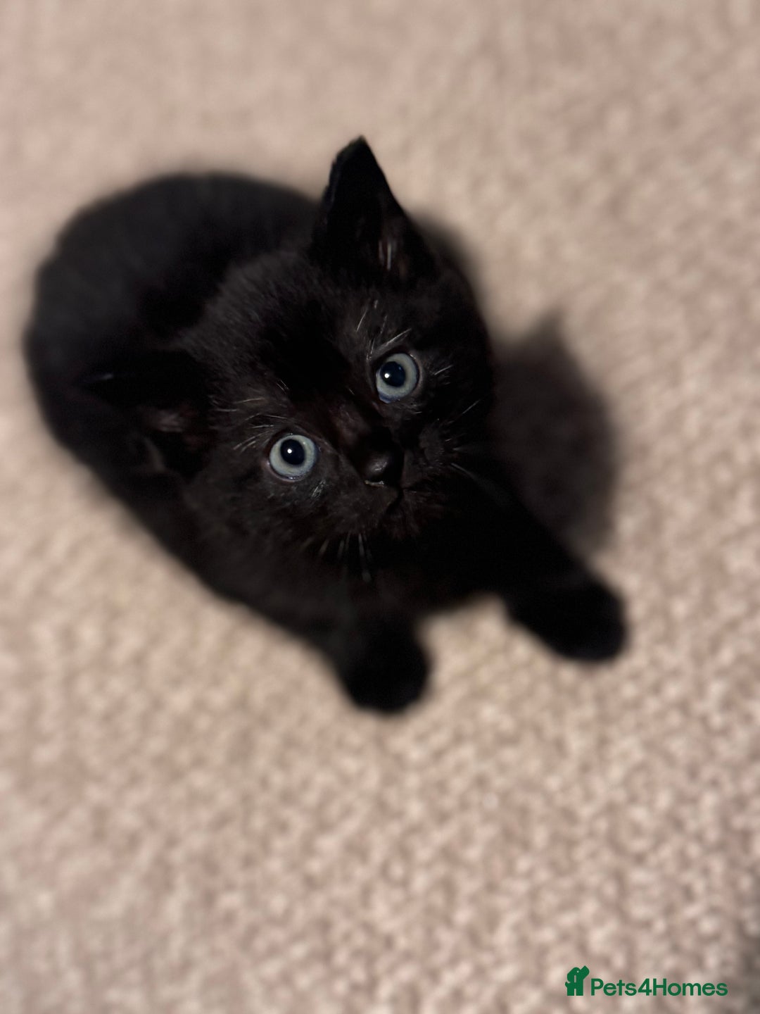 Domestic Shorthair cats for sale: Kittens for sale  - Image 1