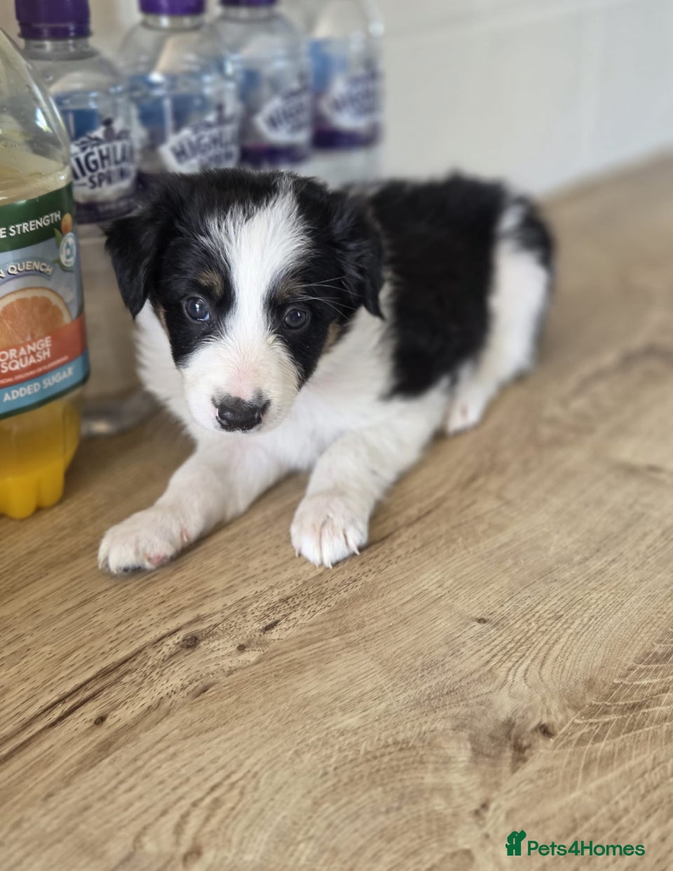 Border Collie dogs 1 beautiful girl left  - Advert 1