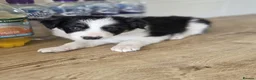 Border Collie dogs for sale: 1 beautiful girl left  - Advert 1