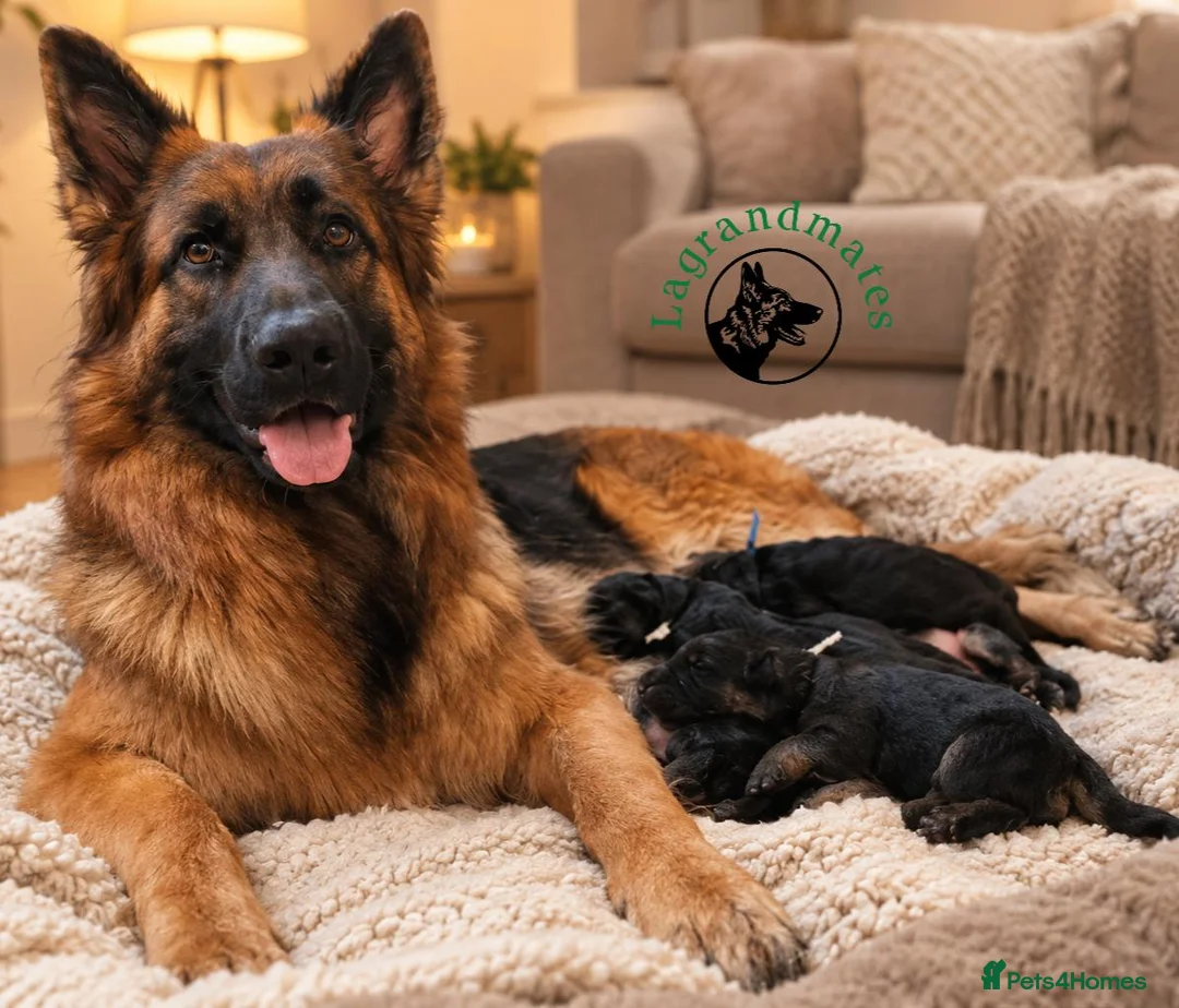 German Shepherd dogs for sale: KC, DM clear, health tested, German Shepherds  - Advert 1