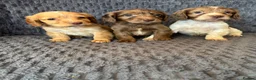 Cocker Spaniel dogs for sale: Cocker spaniel Puppies  in Leicester - Advert 6