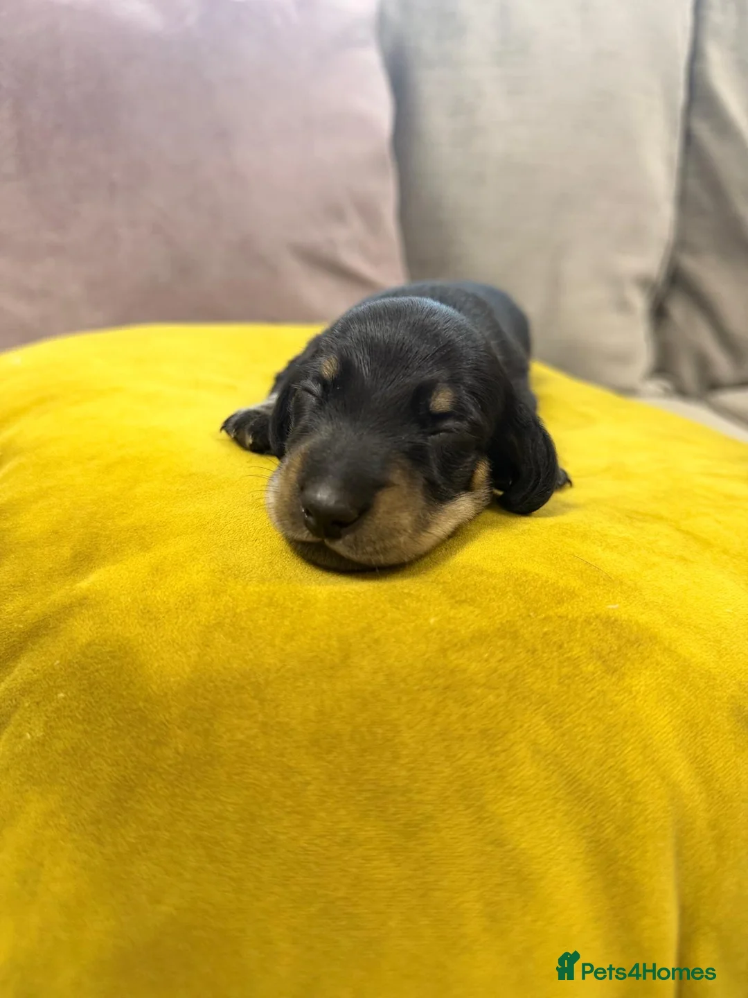 Miniature Dachshund dogs for sale: Miniature Dachshund Puppies-Ready to reserve - Advert 2