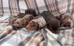 Miniature Dachshund dogs for sale: 5⭐️BREEDERS🏆KCREG🌸6GIRL💙1BOY🩺HEALTH TESTED🧬 - Image 23