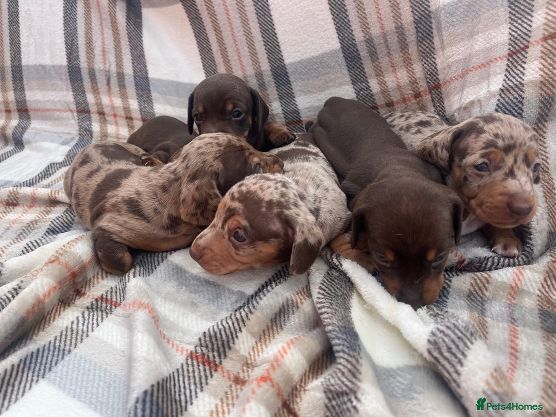 Miniature Dachshund dogs for sale: 5⭐️BREEDERS🏆KCREG🌸6GIRL💙1BOY🩺HEALTH TESTED🧬 - Image 23