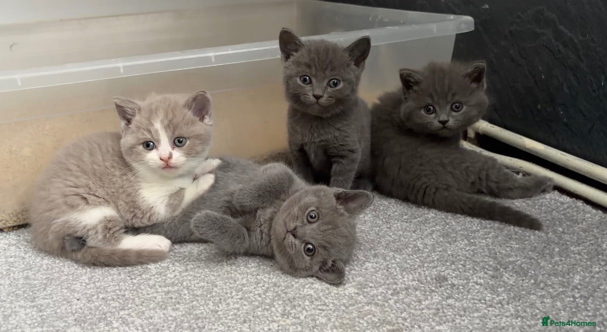 British Shorthair cats Beautiful kittens  - Advert 1