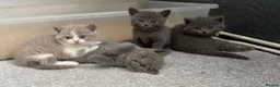 British Shorthair cats for sale: Beautiful kittens  - Advert 1