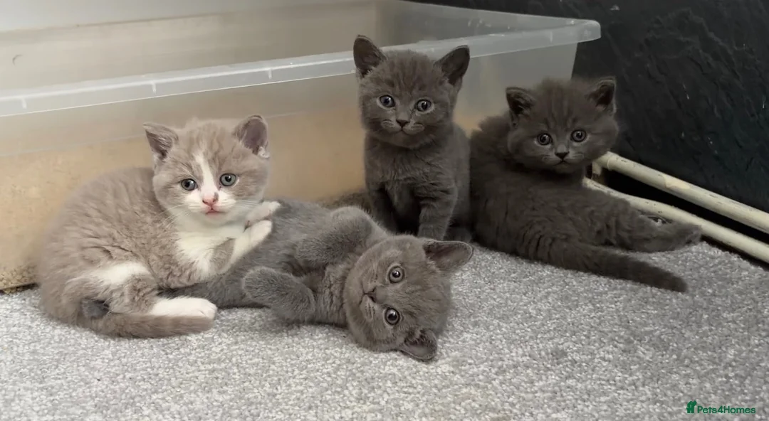 British Shorthair cats for sale: Beautiful kittens  - Advert 1