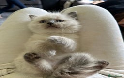 Ragdoll cats for sale: Amazing grace blue eye ragdolls - Image 5