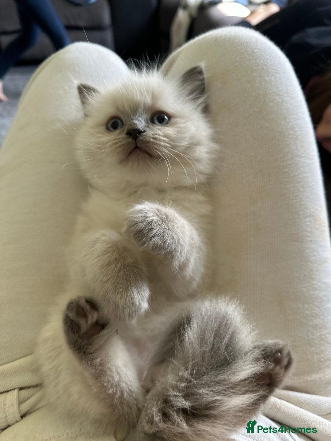 Ragdoll cats for sale: Amazing grace blue eye ragdolls - Image 5