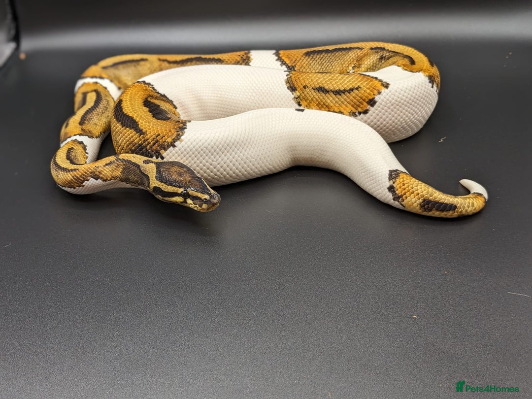 Python Snake reptiles for sale: Range of Royal Pythons - Advert 1