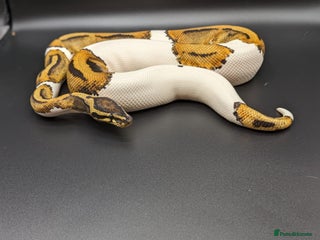 Python Snake reptiles Range of Royal Pythons - Advert 3