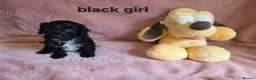 Cockapoo dogs for sale: Rare coloured f1 cockapoo pups - Advert 13