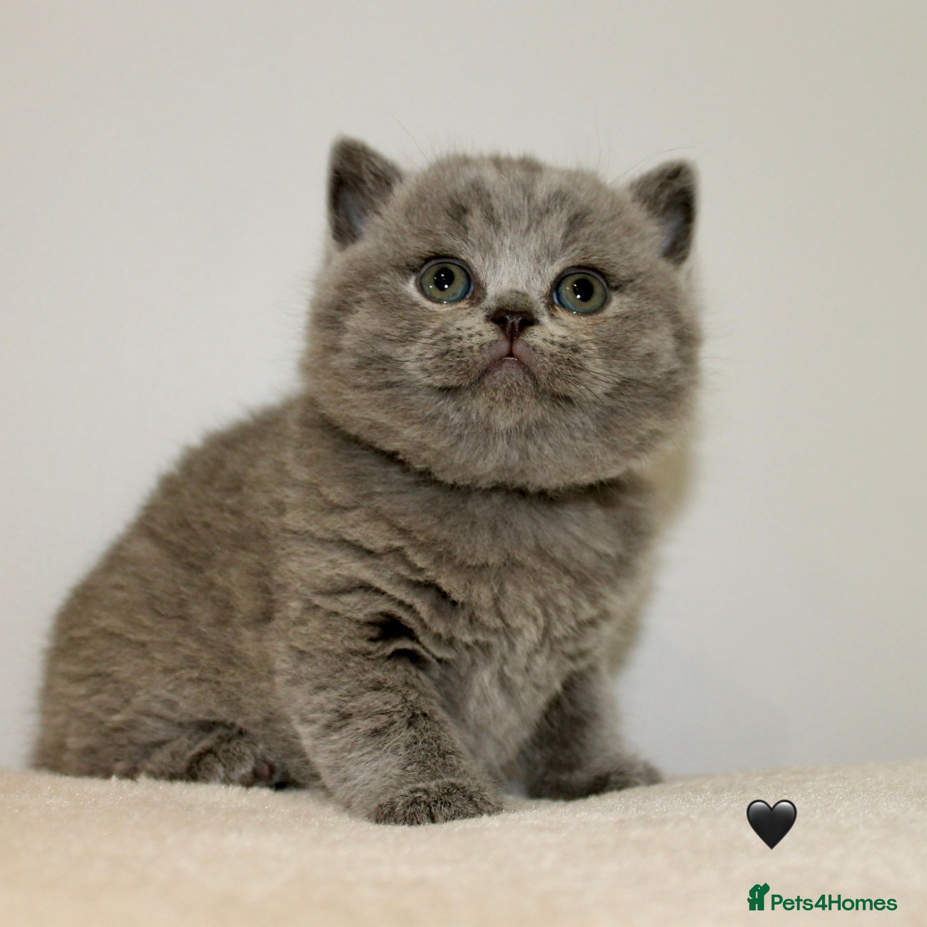 British Shorthair cats for sale: Gccf British Blue kittens  - Advert 21