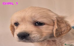 Golden Retriever dogs for sale: Show type Golden Retrievers health tested parents - Image 24
