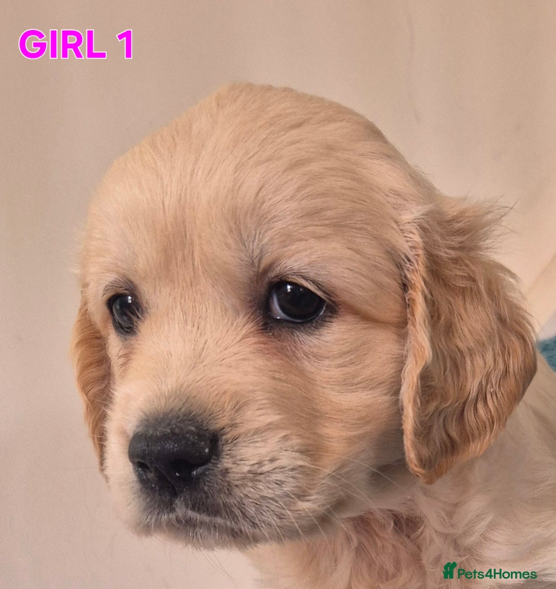 Golden Retriever dogs for sale: Show type Golden Retrievers health tested parents - Image 24