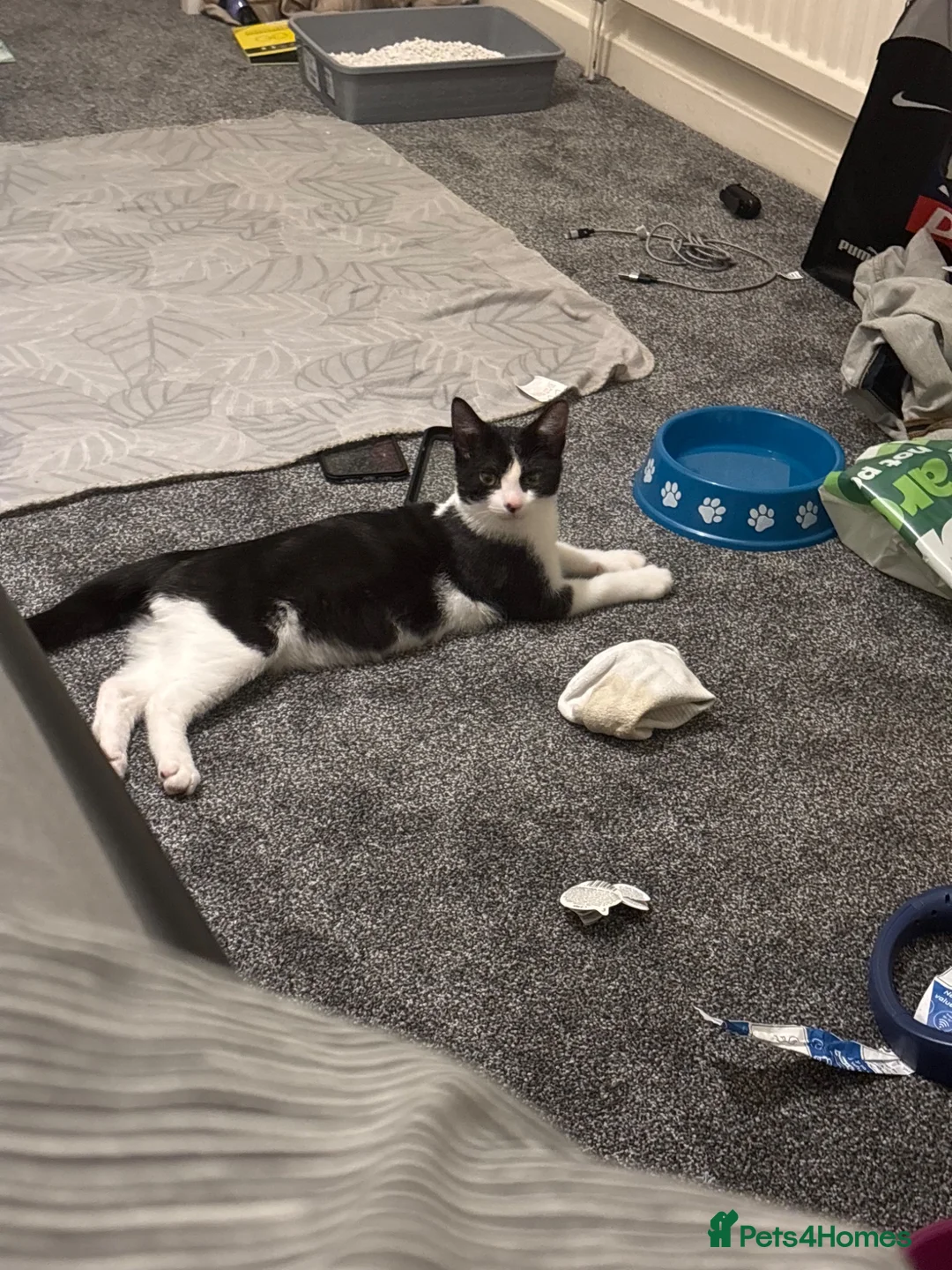 Domestic Shorthair cats for adoption: Breed is a Domestic cat named Oreo  - Advert 1