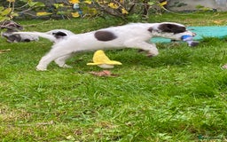 Cocker Spaniel dogs for sale: Beautiful cocker puppies - Image 25