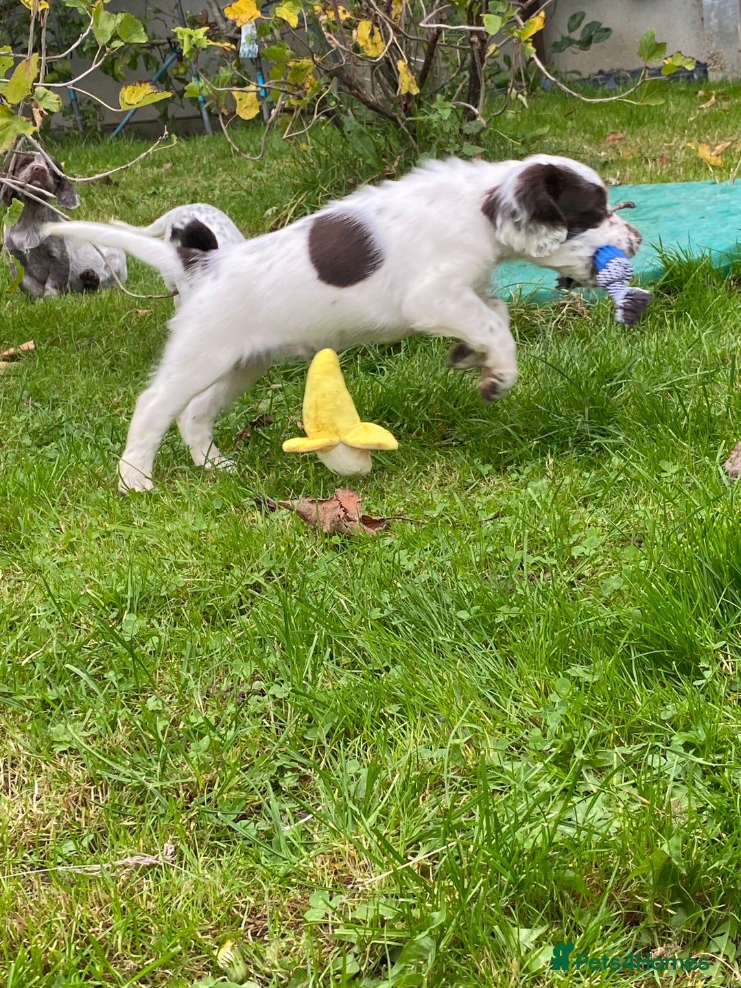 Cocker Spaniel dogs for sale: Beautiful cocker puppies - Image 25