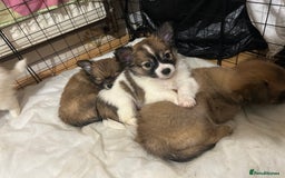 Chihuahua dogs for sale: 5 teacup chihuahua puppies - Image 10
