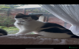 British Shorthair cats for sale: 2 Male kittens available  - Image 4