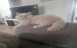 British Shorthair cats for sale: TOP💗 Quality British Shorthair 😻Kittens💋 - Image 4