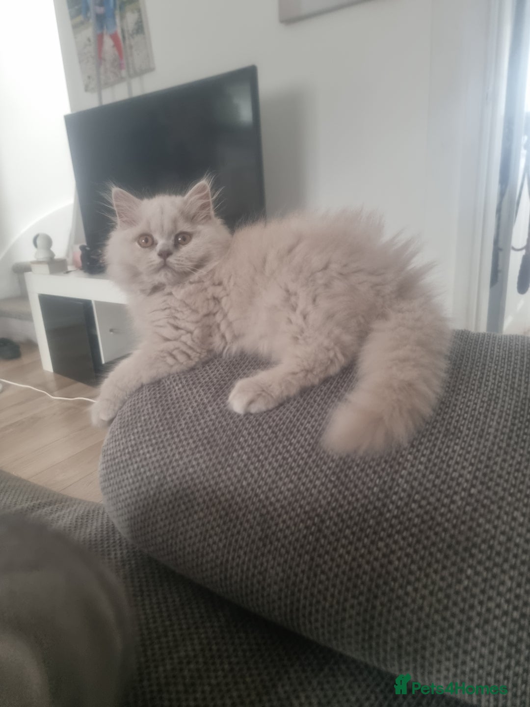 British Shorthair cats for sale: TOP💗 Quality British Shorthair 😻Kittens💋 - Image 4