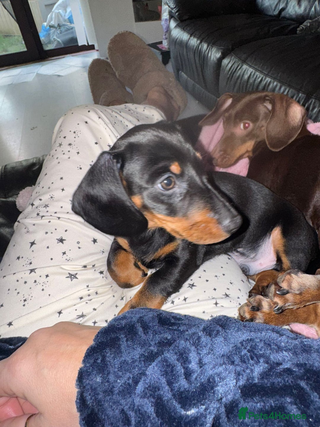 Miniature Dachshund dogs for sale: Miniature daschund  - Advert 2