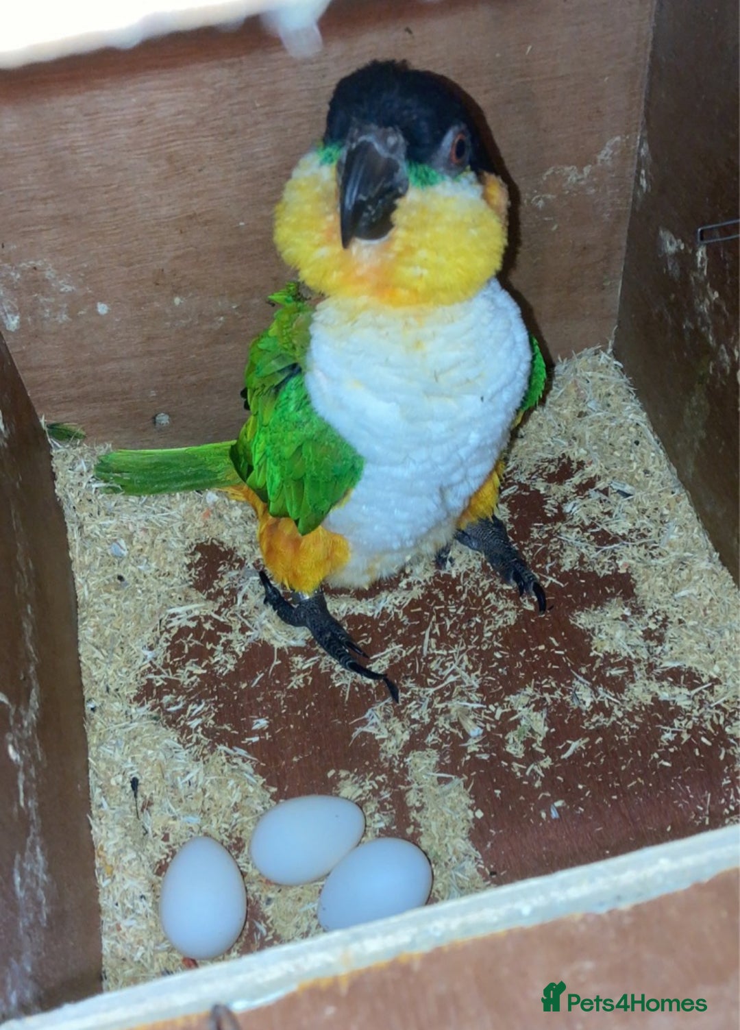 Parrots birds for sale: Proven Pair of Caiques - Image 6