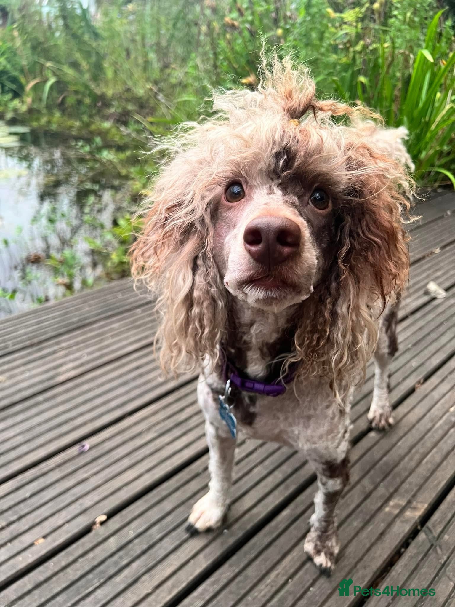 Miniature Poodle dogs Chocolate Phantom Merle Mini Poodle Stud in Ringwood - Advert 14