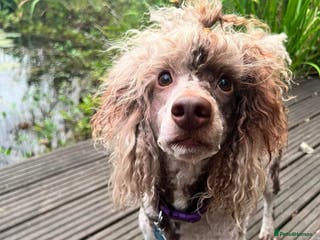 Miniature Poodle dogs Chocolate Phantom Merle Mini Poodle Stud in Ringwood - Advert 17