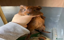 Guinea Pig rodents for sale: 2 bonded male Guinea pigs  - Image 1