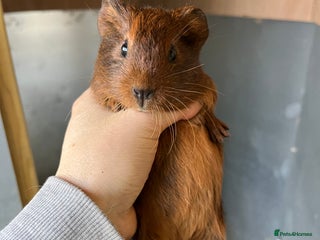 Guinea Pig rodents for sale - Advert 1