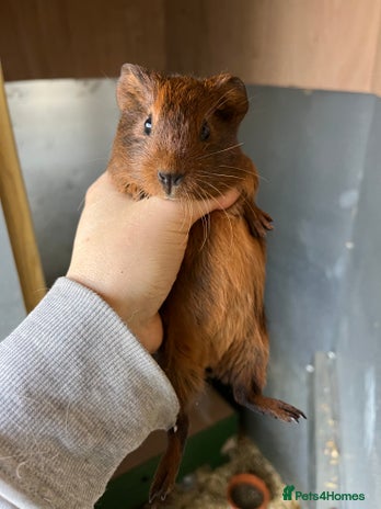 Guinea Pig rodents - Advert 1