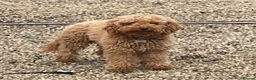 Mixed Breed dogs for sale: Stunning quality Daxipoo pups   - Advert 7