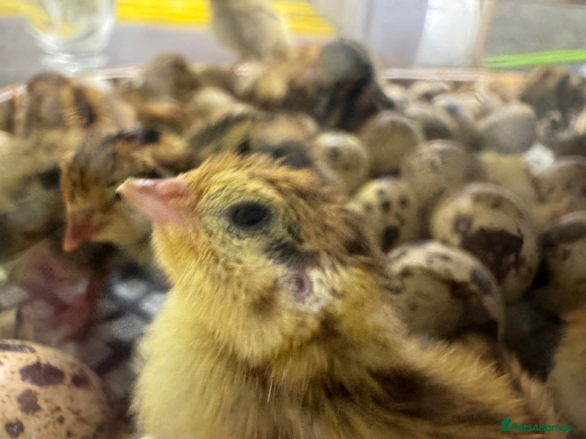 Quail poultry Coturnix Quail Chicks, Various Colours - Advert 4