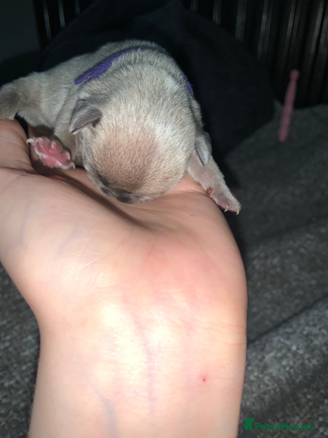 French Bulldog dogs for sale: French bulldog puppies for sale!!  - Image 17