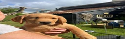 Labrador Retriever dogs for sale: Pedigree Labrador Boy Puppy LAST ONE! - Advert 11