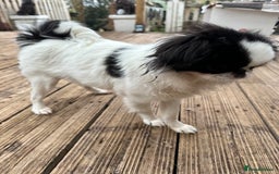 Japanese Chin dogs for sale: female - Advert 20