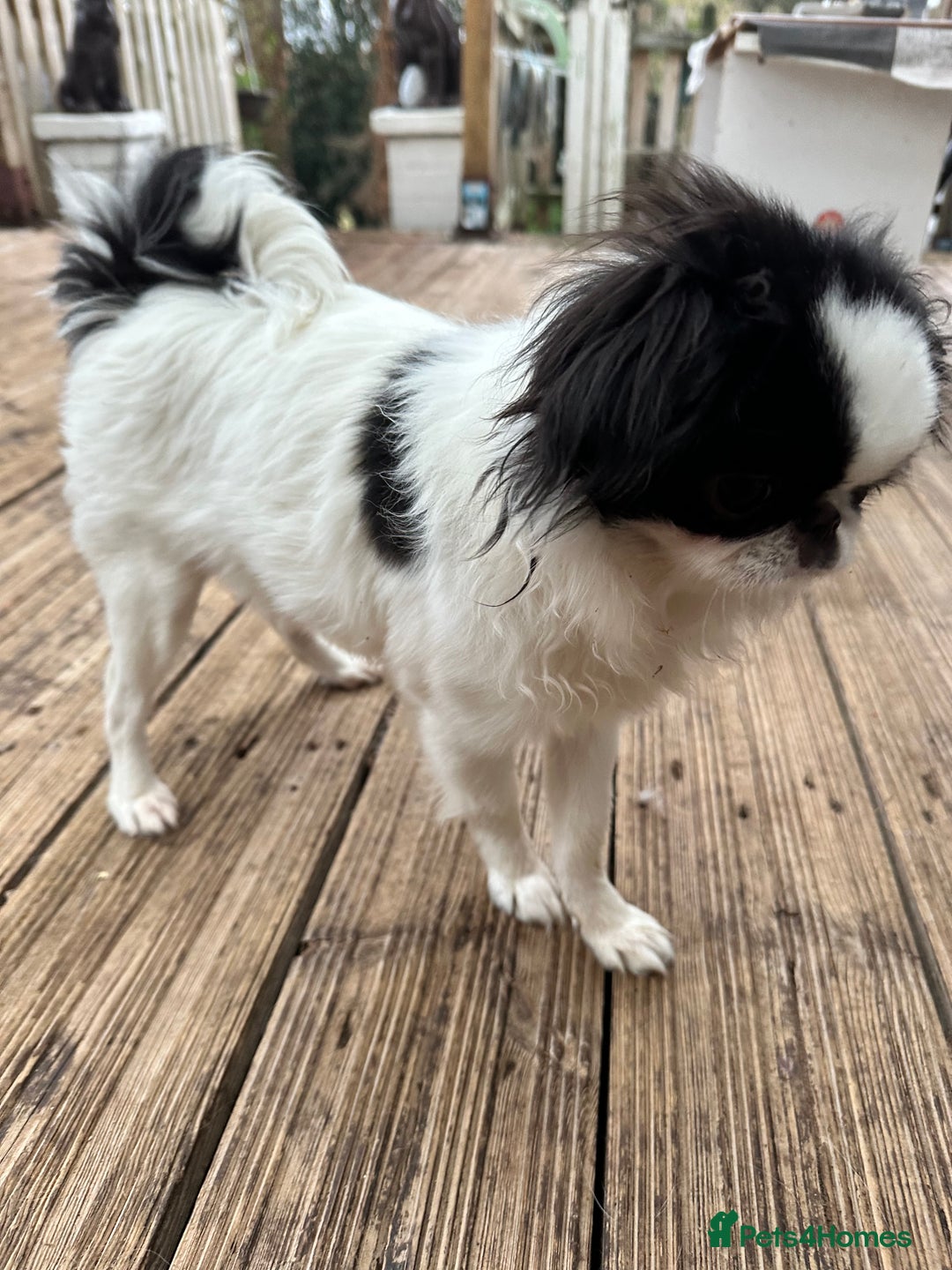 Japanese Chin dogs for sale: female - Advert 20
