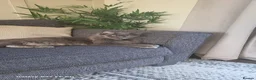 Maine Coon cats for sale: Adorable mainecoon kittens  - Advert 5