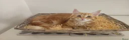Maine Coon cats for sale: Maine coon mixed lovely kittens  in Northampton - Advert 4