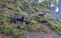 Labrador Retriever dogs for sale: Working Labrador puppies - Image 9
